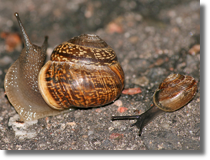 limak zarolowy (Arianta arbustorum)