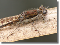 Straszka pospolita (Sympecma fusca)