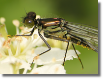 Oczobarwica wiksza (Erythromma najas)