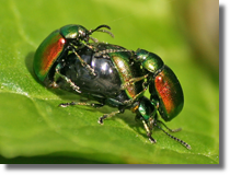 Kadunica zielona (Gastrophysa viridula)