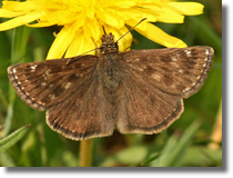 Powszelatek brunatek (Erynnis tages)