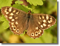 Osadnik egeria (Pararge aegeria)