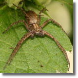 Philodromus sp.