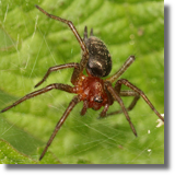 Lejkowiec labiryntowy (Agelena labyrinthica)