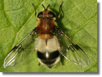 Przepanica górska (Leucozona lucorum) - adna!