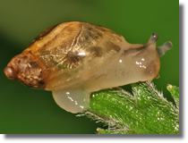 Bursztynka (Succinea sp.)