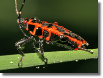 Kowal bezskrzydy (Pyrrhocoris apterus)