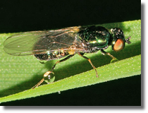 Microchrysa polita