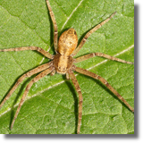 Philodromus sp.