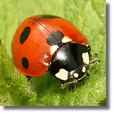 Biedronka siedmiokropka (Coccinella septempunctata)