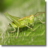 Orthoptera