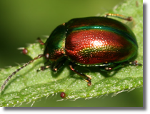 Chrysolina sp.