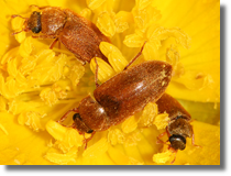 Byturus sp.