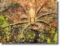 Philodromus sp.