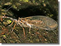 Wielbdka (Raphidioptera sp.)