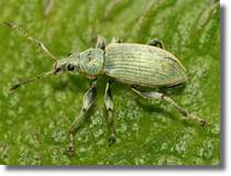 Naliciak (Phyllobius pomaceus)