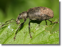 Naliciak (Phyllobius pomaceus)