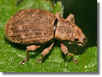 Sciaphilus asperatus