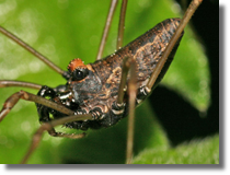 Platybunus bucephalus - byczogowy