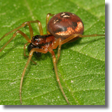 Pachygnatha listeri