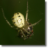 Zawijak ótawy (Enoplognatha ovata)