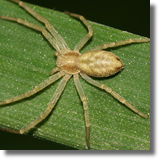 Philodromus albidus