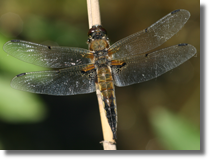 Waka czteroplama (Libellula quadrimaculata)