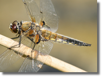 Waka czteroplama (Libellula quadrimaculata)