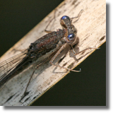 Straszka pospolita (Sympecma fusca)