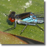 Oczobarwnica wiksza (Erythromma najas)