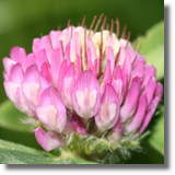 Koniczyna (Trifolium L.)