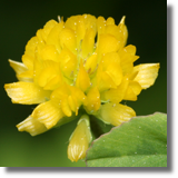 Lucerna nerkowata (Medicago lupulina L.)