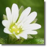 Gwiazdnica (Stellaria sp.)