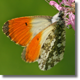 Zorzynek rzeuchowiec (Anthocharis cardamines)