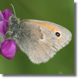 Strzpotek ruczajnik (Coenonympha pamphilus)