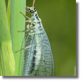 Sieciarka (Neuroptera)