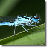 tka dzieweczka (Coenagrion puella)