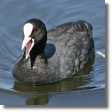 yska (Fulica atra)