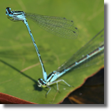 Waki (Odonata)