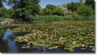 Grzybienie ogrodowe (Nymphaea x hybrida)