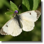 Zorzynek rzeuchowiec - Anthocharis cardamines1