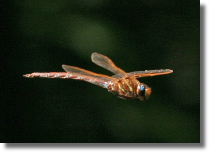 agnica wielka - Aeshna grandis1