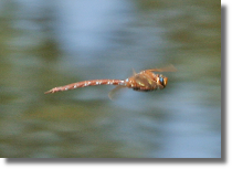 agnica wielka - Aeshna grandis