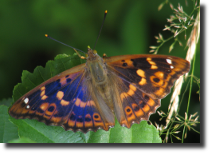 Mieniak strunik - Apatura ilia