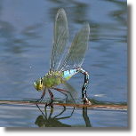 Husarz wadca - Anax imperator