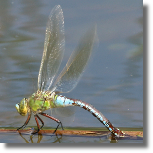 Husarz wadca - Anax imperator