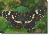 Rusaka kratkowiec - Araschnia levana