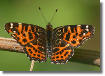 Rusaka kratkowiec - Araschnia levana