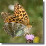 Dostojka malinowiec - Argynnis paphia