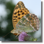 Dostojka malinowiec - Argynnis paphia